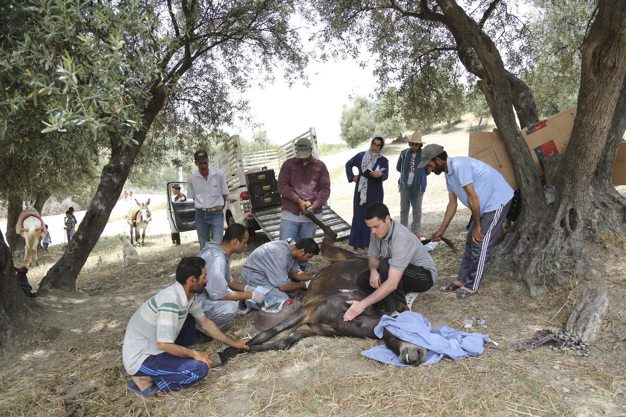 מולאי אידריס Dar Zerhoune מראה חיצוני תמונה